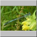 Platycnemis pennipes - Blaue Federlibelle 01.jpg